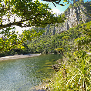沿着新西兰波罗莱河一带的绿雨林银行森林雨林叶子生长支撑环境亚热带丛林蕨类图片