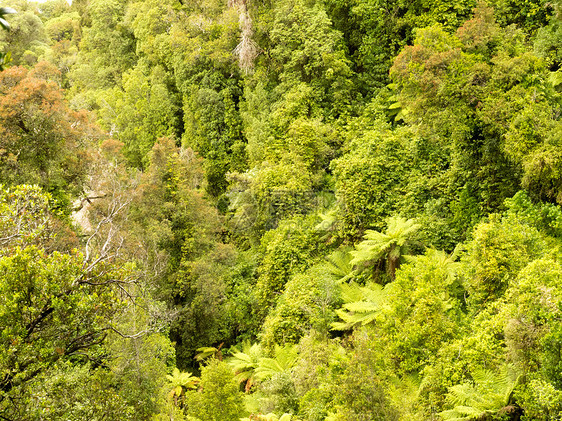 NZ热带亚热带雨林的青鸟风景蕨类处女生态树木蕨树环境荒野叶子高架丛林图片