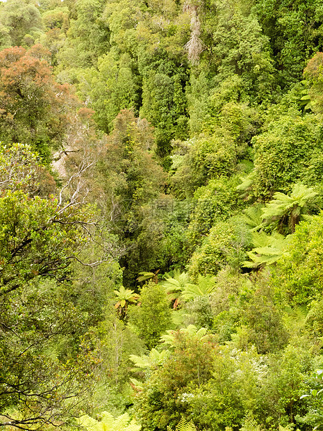 NZ热带亚热带雨林的青鸟风景环境绿色植物处女植物蕨树叶子树叶栖息地生长树蕨图片