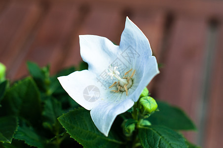 白华向日花拇指植物花园植物学气球植物群宏观格式草本植物花瓣图片