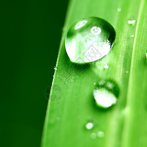大水滴草本植物阳光植物生长叶子宏观反射环境树叶雨滴图片