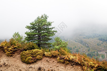 山区地貌高地岩石地平线薄雾叶子森林公园生态环境旅行图片