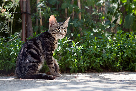 花园里的猫橙子毛皮场地哺乳动物兽医猫咪宠物猫科小猫姿势图片