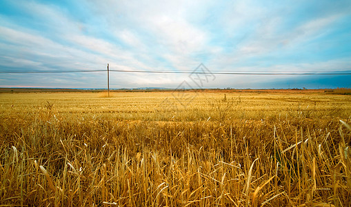 小麦田季节玉米阳光金子小麦烘烤环境面包天空谷物图片