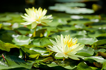 莲花温泉异国百合花朵花瓣冥想反射植物荒野池塘图片