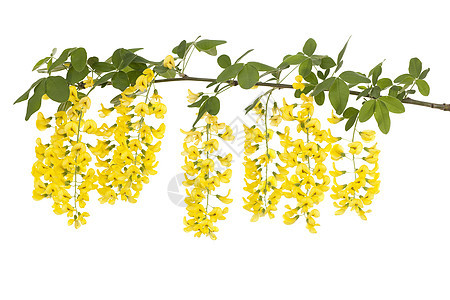 拉本枝条黄色植物花序宏观叶子图片