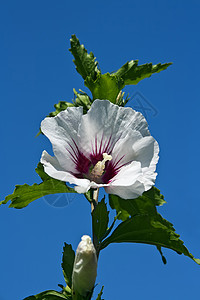 白希比斯木槿天空植物植物学蓝色天堂植物群宏观树叶白色图片