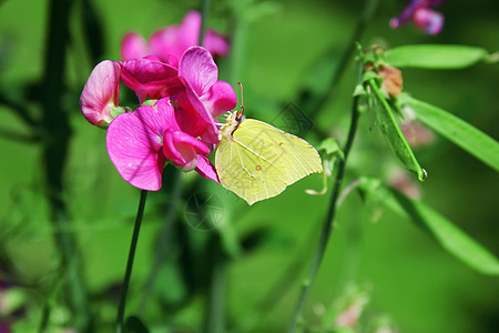 布里斯通蝴蝶花朵植物学动物植物动物群宏观翅膀昆虫粉色黄色背景图片