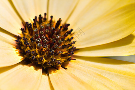 黄非洲雏菊或奥斯捷奥斯皮尔穆姆图片