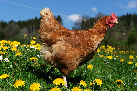 汉内食物家畜母鸡农家院公鸡羽毛牧场环境梳子动物图片