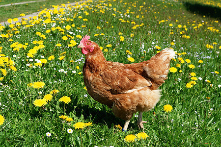 汉内花朵动物农业家畜栅栏公鸡翅膀小鸡农场母鸡图片