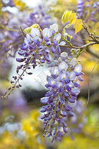 中国紫藤或紫藤中华登山者花园衬套凉棚蓝色下雨紫色植物植物群花朵图片