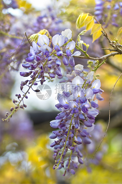中国紫藤或紫藤中华登山者花园衬套凉棚蓝色下雨紫色植物植物群花朵图片
