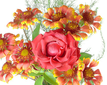 红玫瑰花朵雏菊活力白色粉色花束玫瑰场景红色橙子花瓣图片