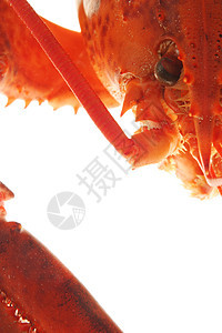 龙虾贝类市场甲壳海洋奢华食物饮食小龙虾工作室海鲜图片