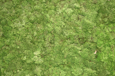 摩斯背景环境苔藓水仙花绿色树叶叶子花园森林宏观花瓣背景图片