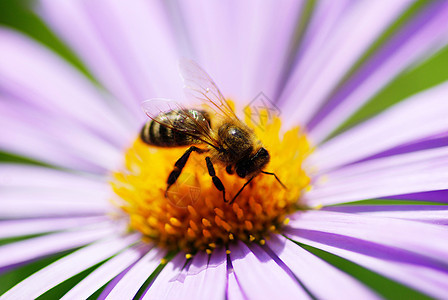 蜜蜂和蜜蜂公园植物情调活力昆虫绿色蓝色花瓣蒲包叶子图片