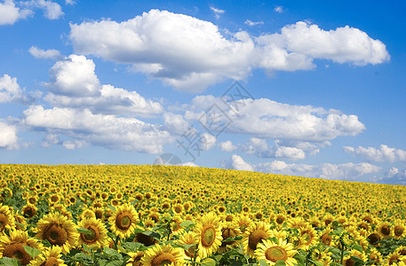 向向向外字段生长天空向日葵绿色场景黄色植物晴天种植园草地图片