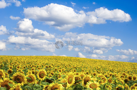 向向向外字段生长天空向日葵绿色场景黄色植物晴天种植园草地图片