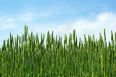 小麦收成天空场地农民生产植物种子绿色玉米粮食图片