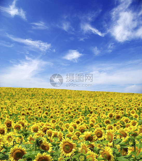 字段场地乡村地平线风景农业植物绿色全景阳光土地图片