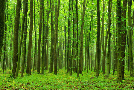 绿林精神绿色风景宗教空地树木阳光林地辐射荒野图片