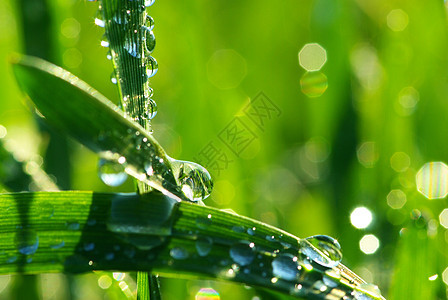 草花园草地生长草本植物环境绿色液体雨滴宏观植物图片