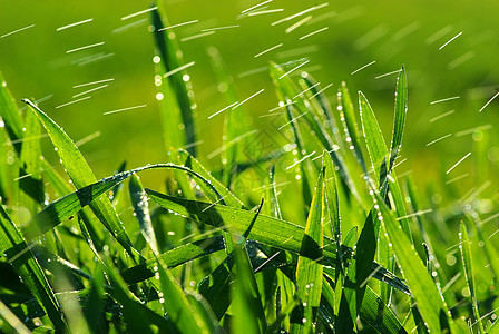 草地上滴水植物草本植物绿色液体花园环境雨滴树叶宏观生长图片