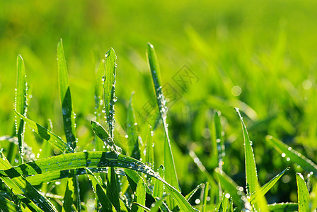 草地上滴水花园草本植物环境树叶绿色液体植物雨滴宏观生长图片