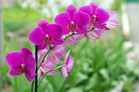 兰花热带生长异国叶子花园阳光植物学花瓣紫色植物图片