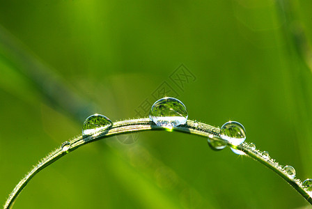 草地上滴水植物树叶宏观草本植物花园液体雨滴环境绿色生长图片