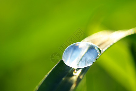 露露落在草地上树叶宏观雨滴草本植物生长花园绿色液体植物图片