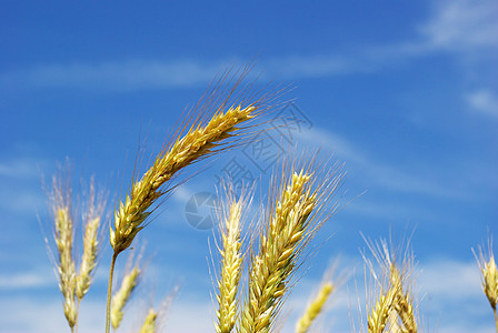 小麦农场生长培育面包天空食物谷物种子收割机大麦图片