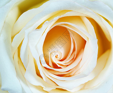 白玫瑰花叶子液体水分玫瑰花瓣宏观飞沫生长环境图片