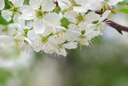 樱花花白色花瓣季节性绿色图片