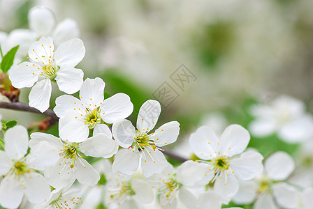 开花白色绿色季节性花瓣图片