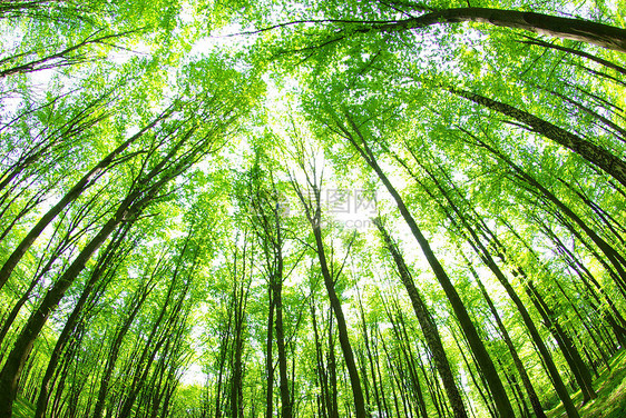 森林太阳树木阳光薄雾绿色小路林地阴影日出图片