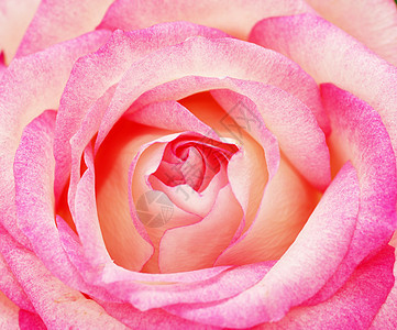 粉红玫瑰花红色花瓣玫瑰踏板女性化宏观香味图片