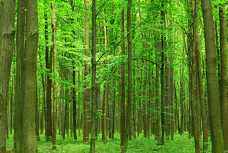 森林阳光天堂床单环境生态绿色植物公园图片