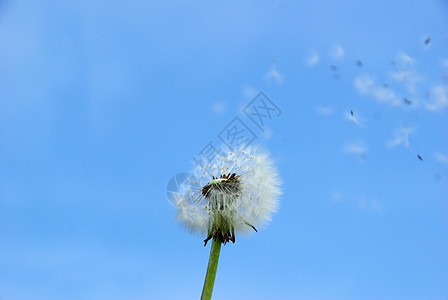 花层愿望天空绿色过敏蓝色花园概念明信片图片