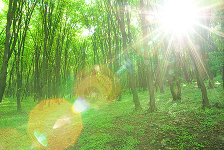 绿林宗教阳光精神荒野林地风景辐射植物树木空地图片