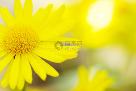 黄黄色花朵草地生长花园植物美丽药品香味花瓣场地植物学图片