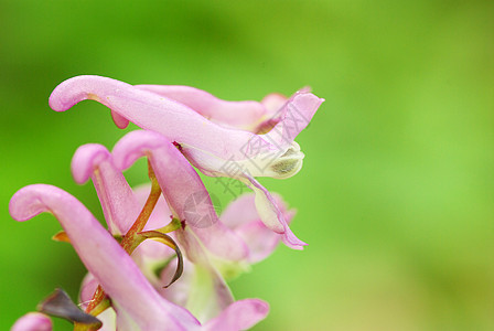 春花森林阴影花瓣植物群宏观花园植物公园蓝色毛茛图片