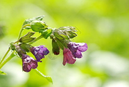 花朵植物群花园阴影花瓣蓝色公园宏观森林植物毛茛图片