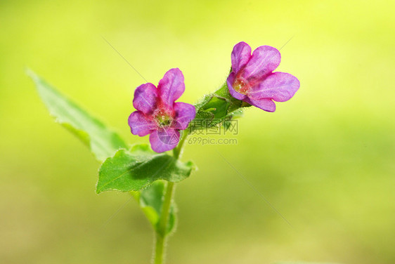 花朵花瓣植物群花园公园阴影森林蓝色毛茛宏观植物图片