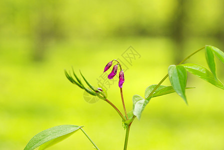 春花森林宏观植物群蓝色植物阴影毛茛公园花瓣花园图片