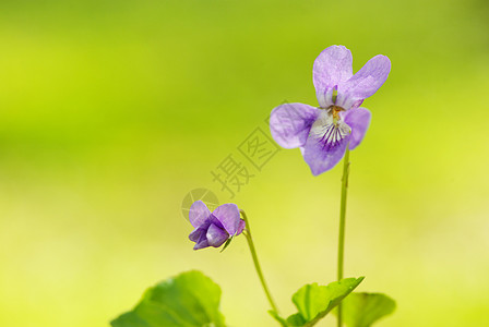 蓝花花园毛茛花瓣蓝色宏观阴影森林公园植物群植物图片