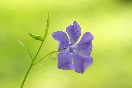 春花毛茛植物花园花瓣公园阴影森林宏观植物群蓝色图片