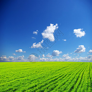 字段农村空地天空地平线生长地面花朵农场公园蓝色图片