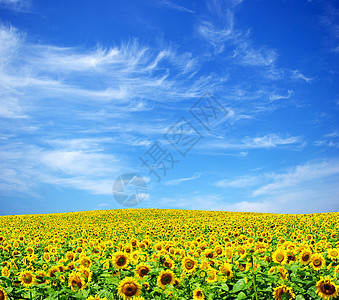 向向向外字段草地种植园生长国家蓝色植物黄色农场场景天空图片